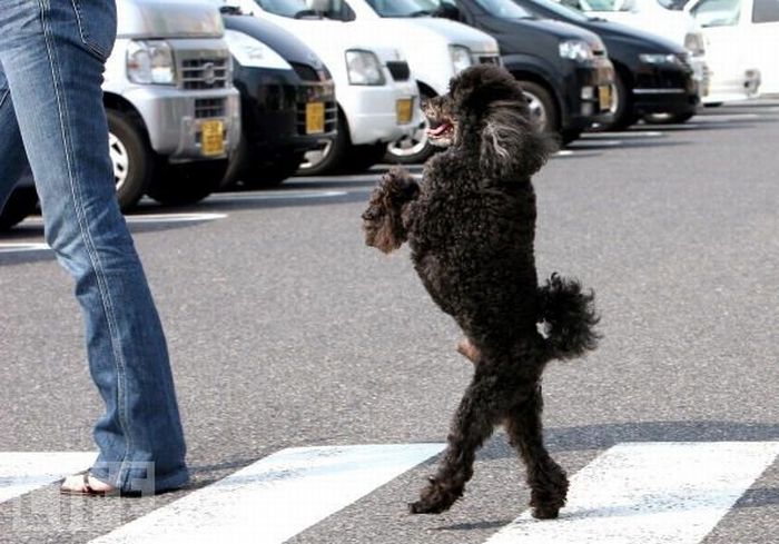 dog walking on two legs